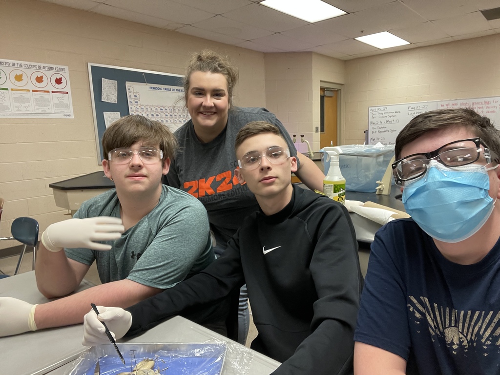 Students dissecting Frog.